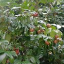 신흥동백나무군락 이미지