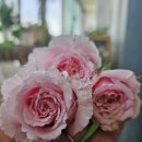 비앙브뉘 이미지