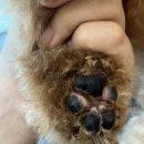 댕글 몽글 이미지