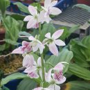 우란농장 이미지