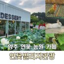 레미엣나 (주) 연꽃향기 | 양주 연꽃빌리지관광농원 로터스리 아이랑 가기 좋은 대형 연꽃 카페 후기