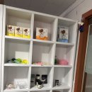 파충류샵 스마일게코 | 크레스티드게코 도마뱀 초보 인천 파충류샵 욜로게코에서 분양받은 후기