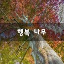 행복나무 이미지