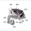 발기부전 원인, 예방, 한방치료에 관한 명쾌한 답변!~!! 이미지