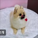 또보개 네이버블로그