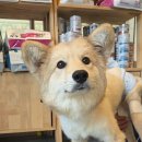 이룸외과동물병원 이미지