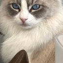 랙돌카페냐옹 이미지