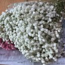 (6/27) 곶감단지 만들기 | [W-웨딩촬영] 셀프 웨딩촬영 부케만들기 대장정!! / 양재동화훼단지 양재꽃시장 시간 휴무일