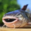 쏘나타 | 현대 쏘나타 디 엣지 하이브리드 출고 후기