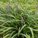 토바맑은식품 이미지