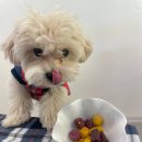 수지애견 이미지