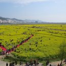 부산 유채꽃 축제 이미지