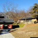 황금개구리 이미지