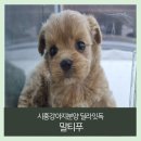 딜라잇독 이미지