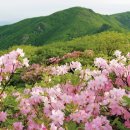 전국 4월 봄꽃 축제 일정 이미지