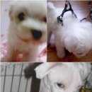 뽀송뽀송 이미지