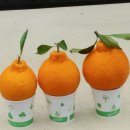 준이농장1 이미지