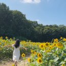 세븐일레븐의정부신곡효자점 | 신곡새빛정원 서울 근교 사람없는 해바라기 명소