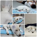 온누리 동물의료센터 이미지