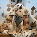 청려원 반려동물 센터 이미지