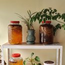 수목원 길안 삼계탕 이미지