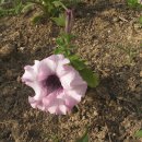 풀잎농장 이미지