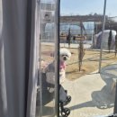 봉곡동104 | 구미 봉곡동 애견동반 키즈놀이터 캠핑감성 엘로우레빗츠 돔텐트 체험 후기