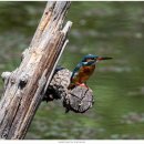 물총새공원 이미지