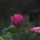 제주 법화사 연꽃 이미지