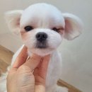비비펫 이미지
