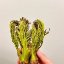 원순농장 이미지