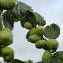 두루봉농원 이미지