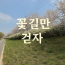 유등천 | 도심속에서 만나는 완벽한 봄날의 풍경(대전 유등천)