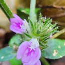 대치고개~감천문화마을~천마산~천마조각공원~장군산~암남공원~두도전망대~노외공영주차장 이미지