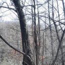 오동나무농장 이미지