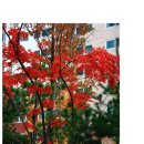 이젤 이미지