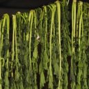 영양돌솥밥 이미지