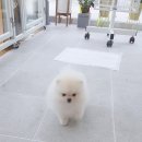 몽쭈쭈 이미지