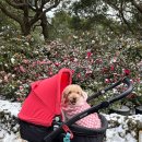 동백부엌 | 카멜리아힐 동백꽃 개화 강아지랑 눈오는날 반려견동반 제주여행 애견동반 식당 동백부엌 후기 내돈내산