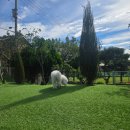 공항 가까운 전원주택 펫시터 이미지