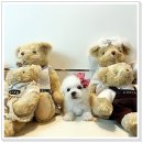 광주강아지분양 애견분양 마마스미독 광주점 이미지