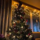 트리트멍멍 이미지