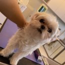 The 사랑할 개 이미지