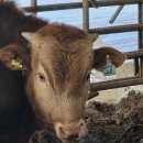 수월한우농장 이미지