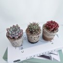 친환경 식물로 소품만들기 이미지