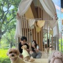 완주군 반려동물 놀이터 | 경주 반려동물 동반 카페 추천｜경주 키녹 카페 스니프 내돈내산 후기