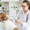 애견종합동물병원 이미지