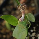 패션플라워 '플라잉 V'(Passiflora 'Flying V') 이미지