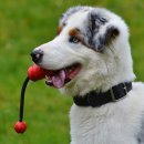 진석범동물병원 이미지