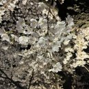 러브편의점 | 울산/언양 벚꽃 명소 "작천정" (+주차/후기)